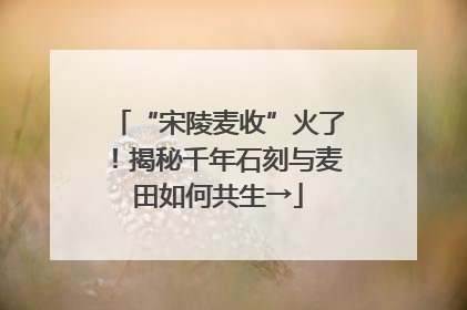 “宋陵麦收”火了！揭秘千年石刻与麦田如何共生→