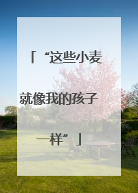 “这些小麦就像我的孩子一样”