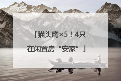 猫头鹰×5！4只在闲置房“安家”
