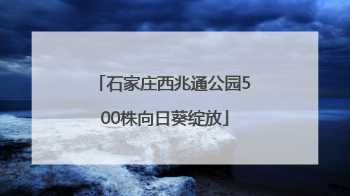 石家庄西兆通公园500株向日葵绽放