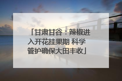 甘肃甘谷：辣椒进入开花挂果期 科学管护确保大田丰收