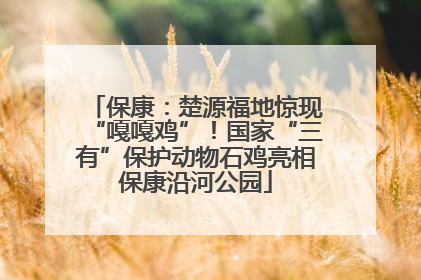保康：楚源福地惊现“嘎嘎鸡”！国家“三有”保护动物石鸡亮相保康沿河公园