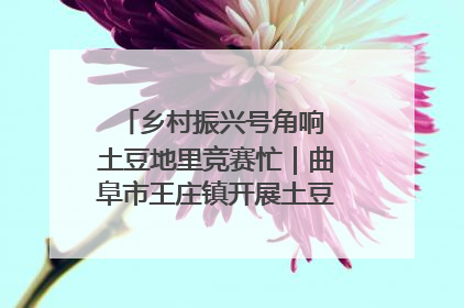 乡村振兴号角响 土豆地里竞赛忙｜曲阜市王庄镇开展土豆收获劳动竞赛