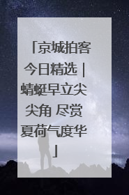 京城拍客今日精选｜蜻蜓早立尖尖角 尽赏夏荷气度华