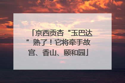 京西贡杏“玉巴达”熟了！它将牵手故宫、香山、颐和园