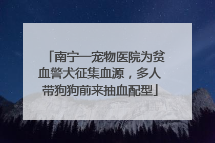 南宁一宠物医院为贫血警犬征集血源，多人带狗狗前来抽血配型