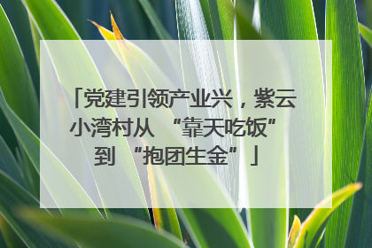 党建引领产业兴，紫云小湾村从 “靠天吃饭” 到 “抱团生金”