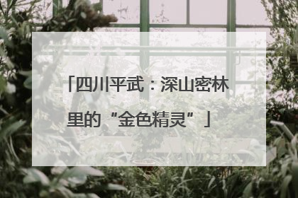 四川平武：深山密林里的“金色精灵”