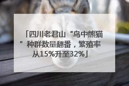 四川老君山“鸟中熊猫”种群数量翻番，繁殖率从15%升至32%