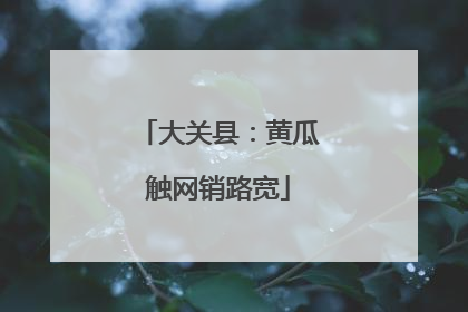 大关县：黄瓜触网销路宽