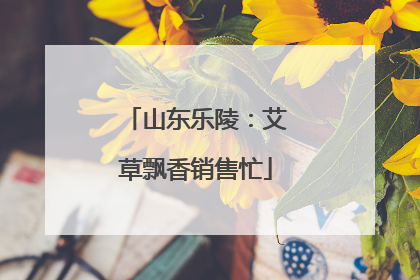 山东乐陵：艾草飘香销售忙
