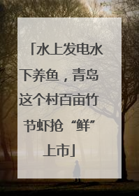 水上发电水下养鱼，青岛这个村百亩竹节虾抢“鲜”上市
