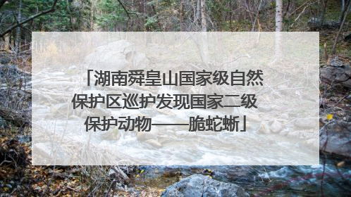 湖南舜皇山国家级自然保护区巡护发现国家二级保护动物——脆蛇蜥