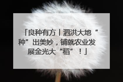 良种有方丨泗洪大地“种”出美妙，铺就农业发展金光大“稻”！