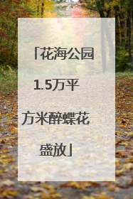 花海公园1.5万平方米醉蝶花盛放