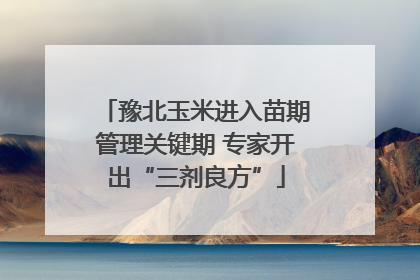 豫北玉米进入苗期管理关键期 专家开出“三剂良方”
